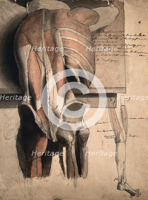 A prone écorché figure, seen from behind, resting on a table, with the bones and muscles..., 1815. Creator: Charles Landseer.