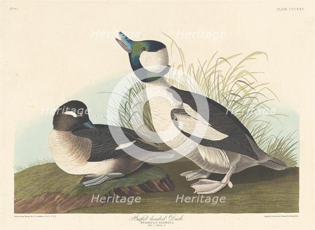 Buffel-headed Duck, 1836. Creator: Robert Havell.