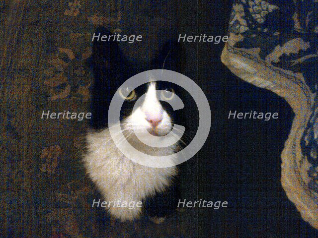 Favorite Cat . Creator: Tom Artin.