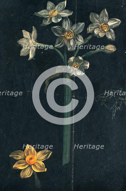 Daffodil (Narcissus species): flowering stem with separate flower. Creator: Unknown.