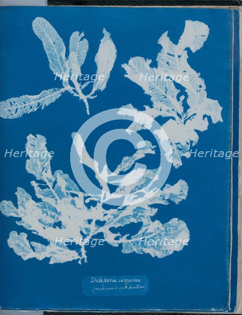 Delesseria sanguinea (much cover'd with Corallines), 1843 or 1844. Creator: Anna Atkins.