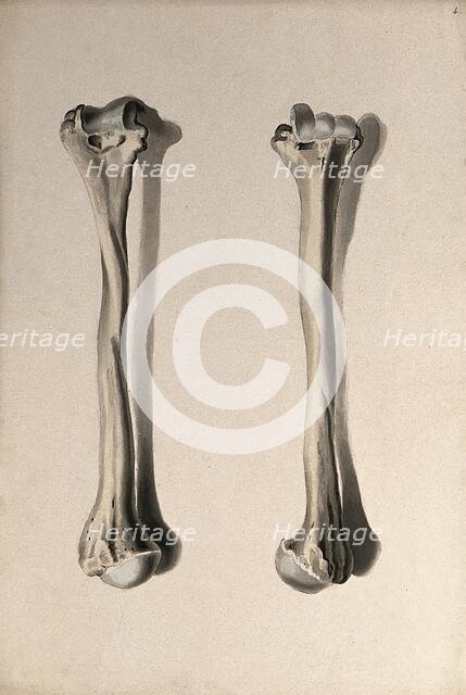 Humerus bone: two figures, 1830-1835. Creator: Unknown.