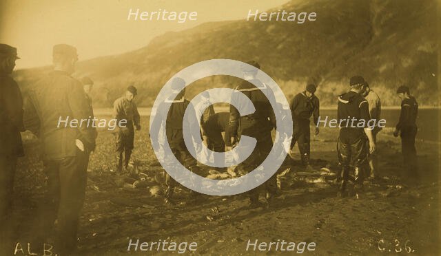 Men removing fish from seine, Baileys Harbor,1894 or 1895. Creator: Alfred Lee Broadbent.