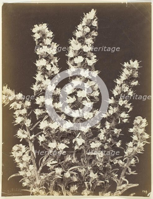Untitled [flowering plant], c. 1870.  Creator: Constant Alexandre Famin.
