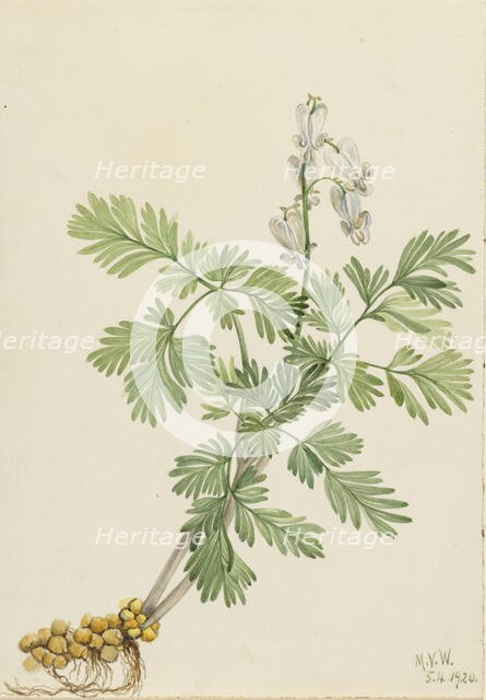 Squirrel Corn (Bikukulla canadensis), 1920. Creator: Mary Vaux Walcott.