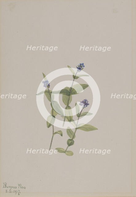 Veronica wormskjoldii, 1917. Creator: Mary Vaux Walcott.