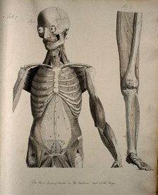 Left, muscles of the head and trunk (front view); right, muscles of the..., between 1800 and 1899. Creator: Unknown.