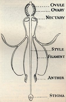 'Diagram of a Fuchsia flower, showing the mechanism employed to produce seeds', c1934. Artist: Unknown.