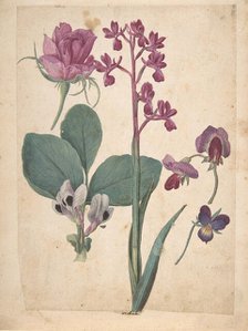 A Sheet of Studies of Flowers: A Rose, a Heartsease, a Sweet Pea, a Garden Pea..., 16th century. Creator: Jacques Le Moyne.