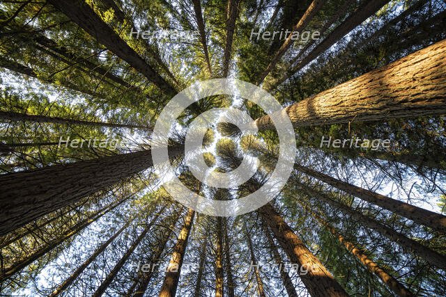 Up There. Creator: Joshua Johnston.