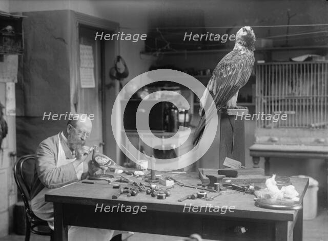 N.R. Wood of Smithsonian Institution - Mounting Birds, 1916. Creator: Unknown.