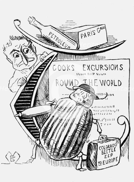 'The Great Beetle Panic', 1877. Artist: Montagu Blatchford