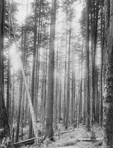 Alaskan spruce trees, between c1900 and 1923. Creator: Unknown.