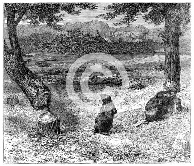 Beavers cutting down trees, 1862. Creator: Unknown.