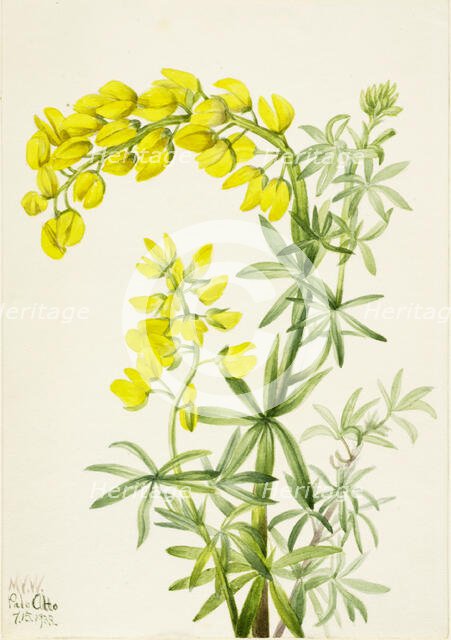 Yellow Lupine (Lupinis arboreus), 1933. Creator: Mary Vaux Walcott.