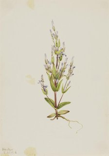 Ladder Gentian (Gentiana acuta), 1916. Creator: Mary Vaux Walcott.