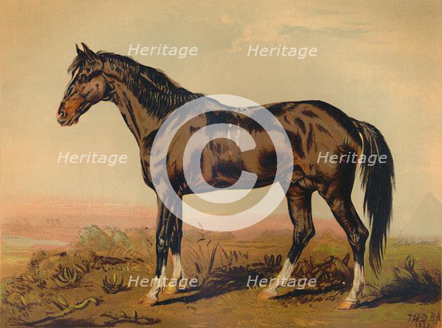 'A Dongola Horse', c1850, (c1879). Creator: James Ward.
