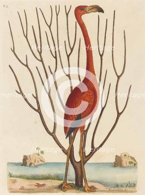 The Flamingo (Phoenicopterus ruber), published 1731-1743. Creator: Mark Catesby.