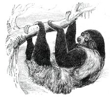 Sloth at the Zoological Gardens, Regent's Park, 1844. Creator: Unknown.