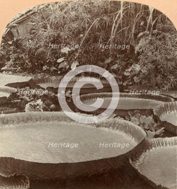 'Thureza Lily, Botanical Garden, Hamburg, Germany', 1895. Creator: Keystone View Company.