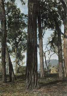 'Nouvelle-Guinee. Le Bois De Fer', (Papua New Guinea - Ironwood Trees), 1900. Creator: Unknown.