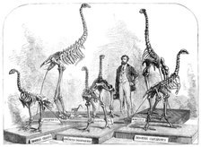 Skeletons of the Dinornis in the Canterbury Museum, New Zealand, 1868. Creator: Unknown.