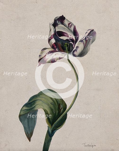Purple striped tulip (Tulipa species): flower and leaves. Creator: Unknown.
