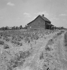 House of cotton sharecropper (white) near Gaffney, South Carolina, 1937. Creator: Dorothea Lange.