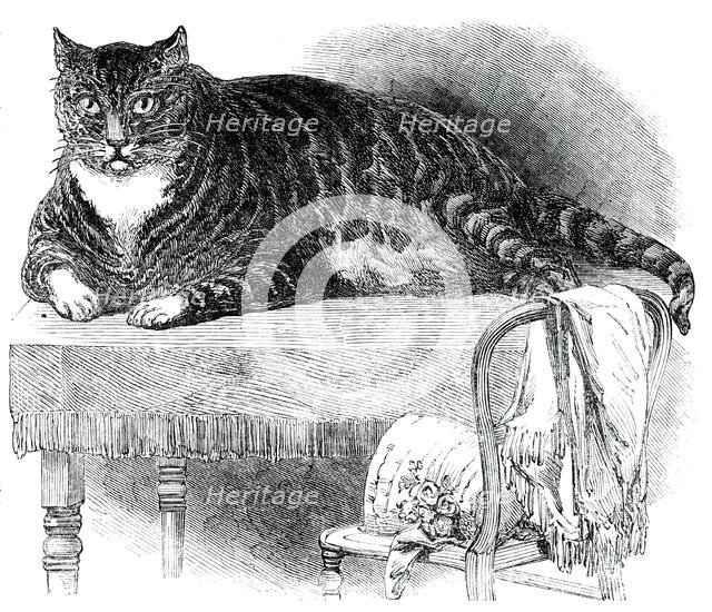 Large Cat, 1850. Creator: Unknown.