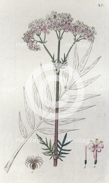 Valerian (Valeriana officinalis), 1804-1811. Artist: Johan Wilhelm Palmstruch
