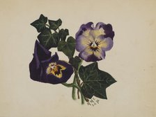 Untitled (Pansies and Ivy), 1876. Creator: Mary Vaux Walcott.