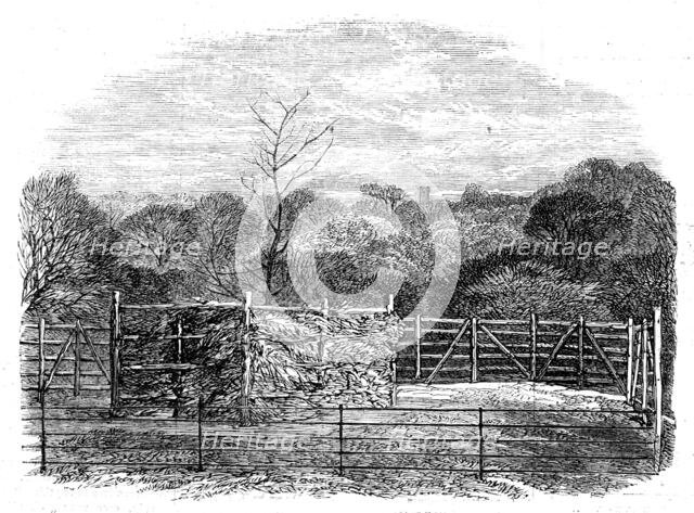 "The Prince Consort's Oak", planted by Her Majesty in the Flemish farm, near Windsor..., 1862. Creator: Unknown.