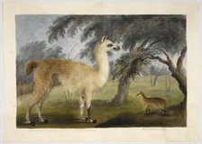 A llama and its young in a park, presumably Barrackpore, 1818-1820.  Creator: Sita Ram.