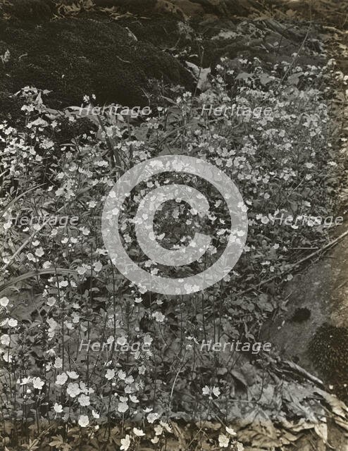 Wildflowers in bloom, between 1915 and 1935. Creator: Frances Benjamin Johnston.