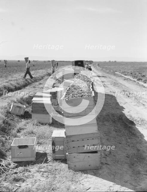 Pea harvest...industrialized agriculture on Sinclair Ranch, Imperial Valley, CA, 1939. Creator: Dorothea Lange.