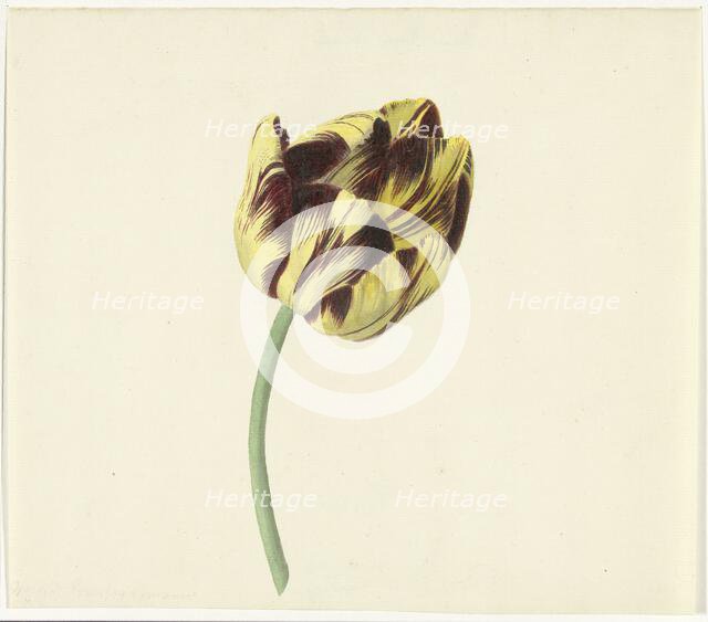 Tulip called Bizard Pontifex Romanus, 1741-1795. Creator: Cornelis van Noorde.