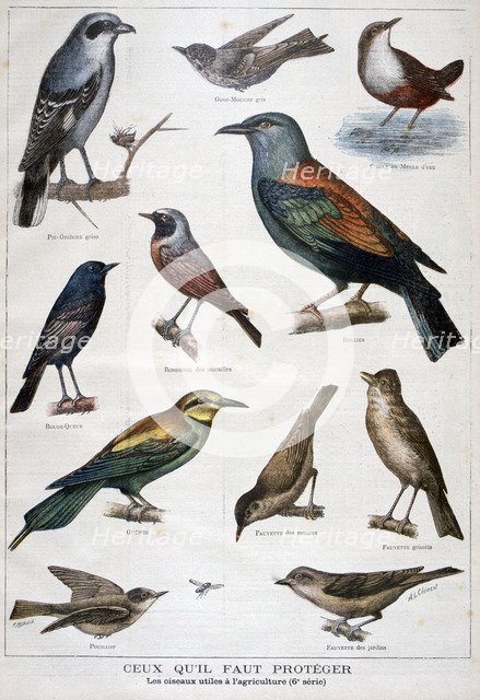 Birds that are protected, and helpful in agriculture, 1897. Creator: F Meaulle.