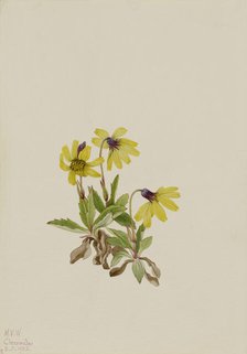 Lake Louise Arnica (Arnica louisiana), 1922. Creator: Mary Vaux Walcott.