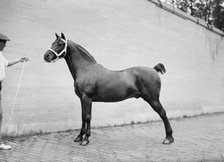 Horse Shows - Mclean Horses, 1912. Creator: Harris & Ewing.