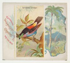 Paradise Tanager, from Birds of the Tropics series (N38) for Allen & Ginter Cigarettes, 1889. Creator: Allen & Ginter.