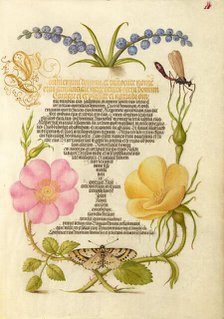 Grape Hyacinth, Wasplike Insect, Eglantine, Austrian Brier, and Mag..., 1561-2; illumination 1591-6. Creator: Joris Hoefnagel.