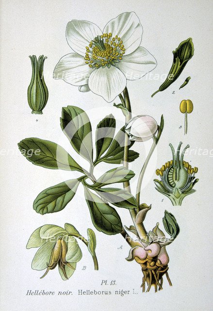 Black hellebore, 1893. Artist: Unknown