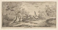 Garrulus, Gey (The Jay): Livre d'Oyseaux (Book of Birds), 1655-1660. Creator: albert flamen.