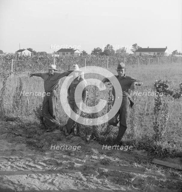 Farm Security Administration (FSA) cooperative farm, Lake Dick, Arkansas, 1939. Creator: Dorothea Lange.