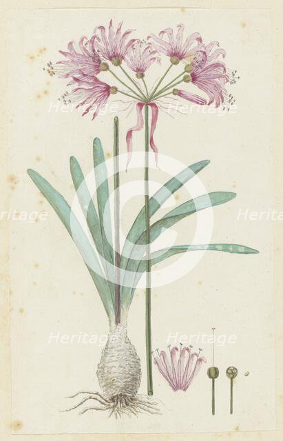 Nerine humilis (Jacq.) Herb. (Amaryllis humilis), 1777-1786. Creator: Robert Jacob Gordon.