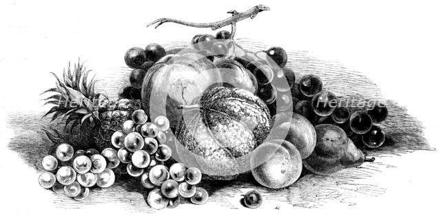 International exhibition of fruits, vegetables, etc., in the Horticultural Society's gardens, 1862. Creator: Unknown.