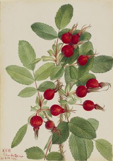 Bourgeau Rose (Rosa bourgeauiana), 1923. Creator: Mary Vaux Walcott.