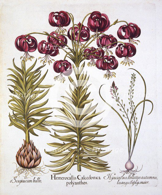Scarlet Turk's Cap Lily and Scilla Autumnalis, from 'Hortus Eystettensis', by Basil Besler (1561-162