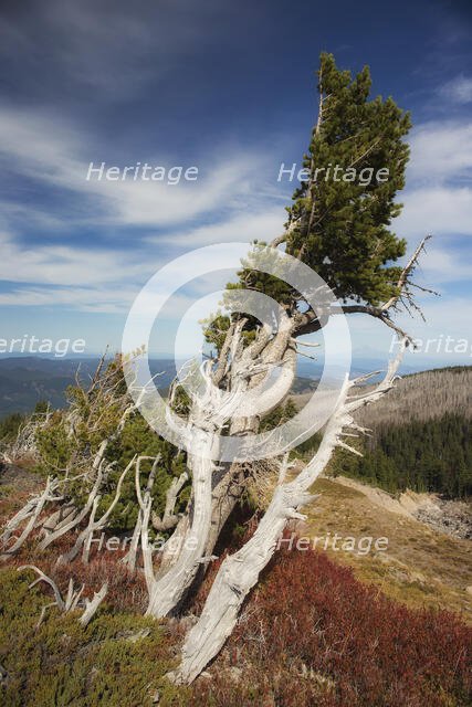 The Alpine Life. Creator: Joshua Johnston.