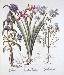 Stinking Iris, Orlaya, and Crosswort Gentian, from 'Hortus Eystettensis', by Basil Besler (1561-1629